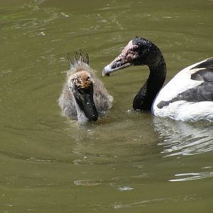 Magpie Goose and Gosling - April, 2009