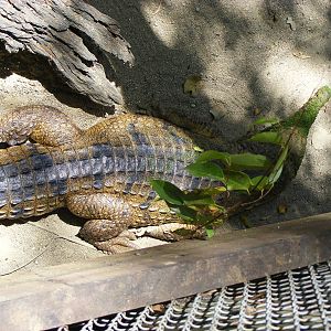 Crocodile - April, 2009