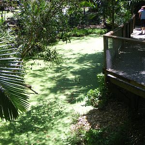 Crocodile Exhibit - April, 2009