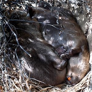 AQUA - European beavers