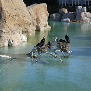 Interior picture with birds