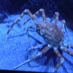 Spider Crab