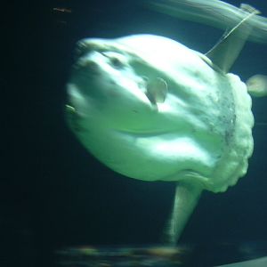 Oceanic sunfish