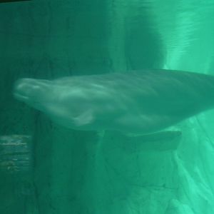 Beluga whale, poor underwater vieuw