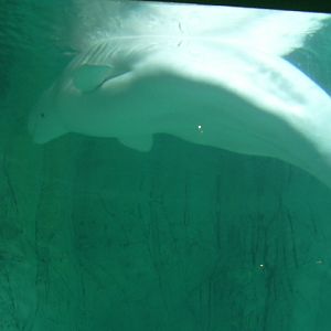 Beluga whale, another underwater vieuw