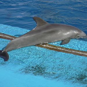 Bottlenose dolphin