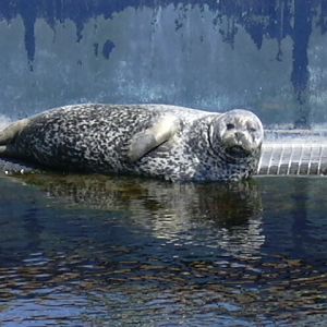 Harbour seal