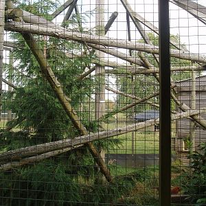 Jaguarundi enclosure