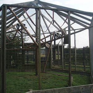 Lemur enclosure