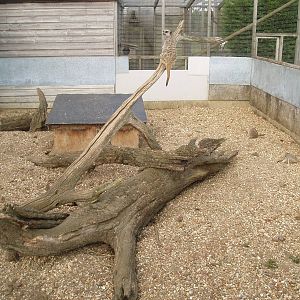 Meerkat enclosure