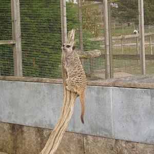 Meerkat
