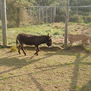 Donkey and cheetah