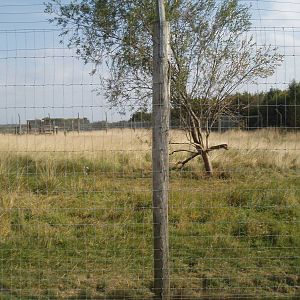 Cheetah enclosure