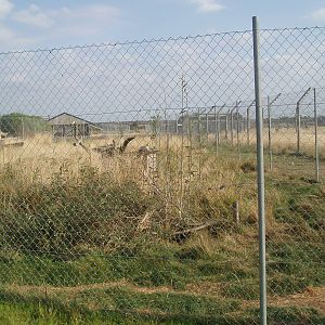 Corsac fox enclosure