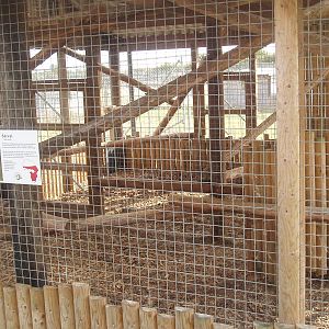 Serval enclosure