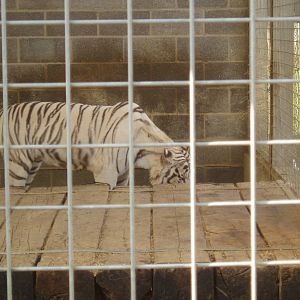 White bengal tiger