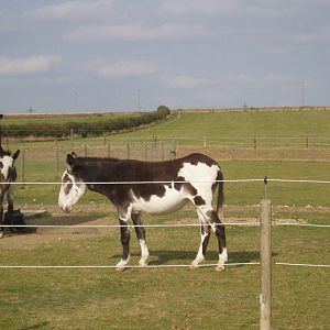American mammoth donkey
