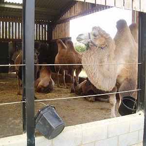 Bactrian camel