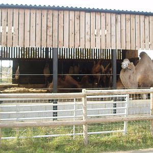 Camel barn