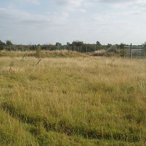 Maned wolf enclosure