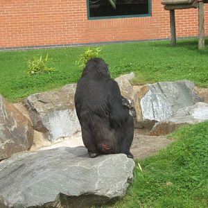Matadi showing his wound