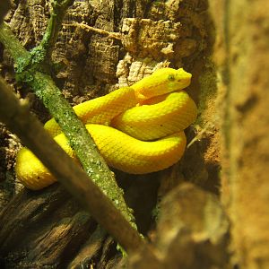 Eye Lash Pit Viper