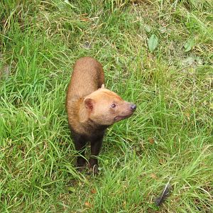 Bush Dog