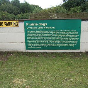 Didn`t know they could drive