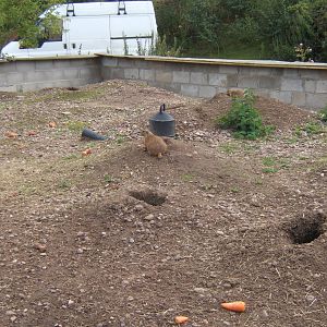 Prarie Dog enclosure