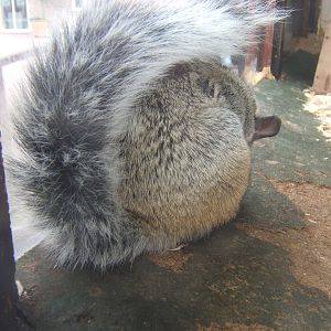 White-naped Squirrel