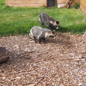 Raccoon Dogs