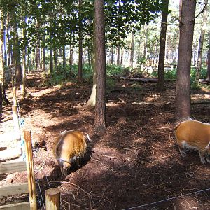 Red River Hogs and enclosure
