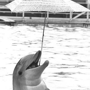 Dolphin with unbrella, one of the many tricks