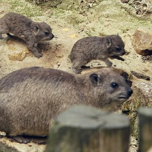 Syrian hyraxes at osnabrück zoo