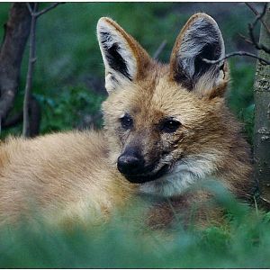 MANNED WOLF 4 YEARS AGO