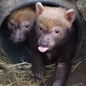 Bush Dog cubs