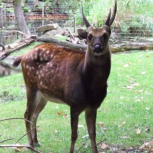 Philippine Spotted Deer