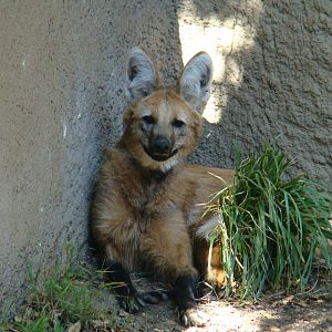 Maned Wolf
