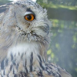 Eagle Owl?