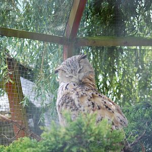 Eagle Owl?