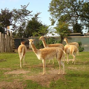 Vicuna