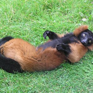 Red Ruffed Lemur