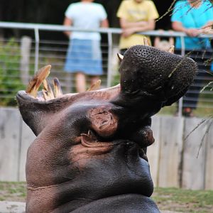 Outdoor pool, male hippo