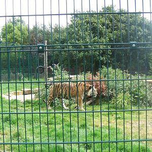 Big Cats At Blackpool Zoo.