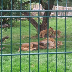 Big Cats At Blackpool Zoo.