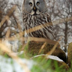 Misty - Male Great Grey Owl