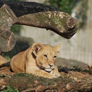 The lion pride on a Sunday afternoon