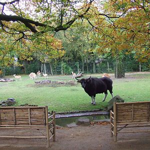 Malaysian Forest Edge exhibit