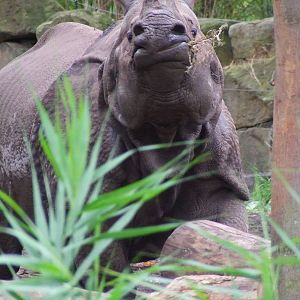 Indian Rhinoceros