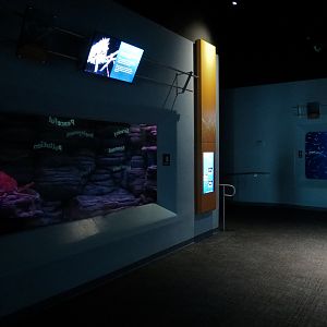 Pacific Seas Aquarium - Giants of the Deep - Japanese Spider Crab